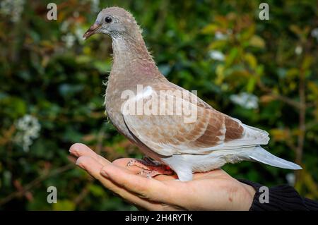 Un jeune pigeon de course sur la main d'un homme de course a l'air droit devant Banque D'Images