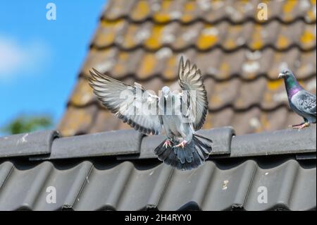 Le pigeon de course déploie ses ailes pour atterrir sur le toit de son loft Banque D'Images