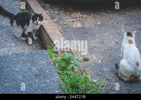 Chat noir et blanc (Felis catus) regardant la caméra à côté d'un chat Calico assis dans une rue Banque D'Images