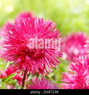 Lit fleuri de plusieurs couleurs et soleil. Concentrez-vous sur une fleur rouge. Faible profondeur de champ. Banque D'Images