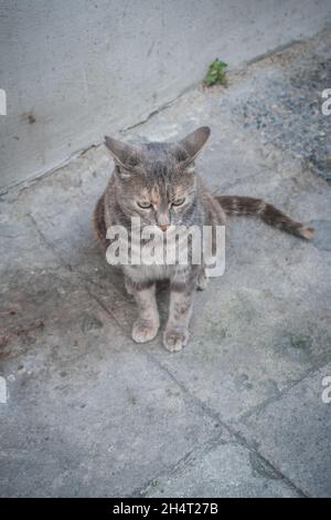 Photo en grand angle d'un chat (Felis catus) assis près du mur en béton Banque D'Images