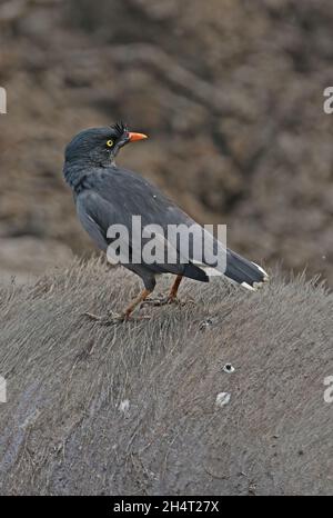 Jungle Myna (Acridotheres fuscus fumidus) adulte debout sur blessé Water Buffalo, ayant été nourrissant à blessures Kaziranga NP, Assam, Inde Banque D'Images