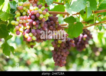 Gros plan de raisins dans un vignoble de la vallée de Colchagua Au Chili Banque D'Images