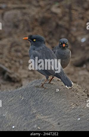 Jungle Myna (Acridotheres fuscus fumidus) deux adultes se tenant sur le Buffalo d'eau blessé, après s'être nourris aux blessures Kaziranga NP, Assam, Inde Banque D'Images