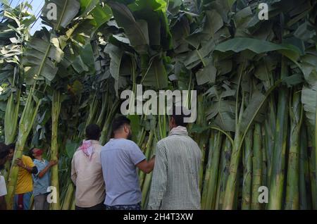 Guwahati, Guwahati, Inde.4 novembre 2021.Les gens achètent des arbres Banana pour le festival hindou Diwali ou le festival de la lumière dans un marché à Guwahati Assam Inde le jeudi 4 novembre 2021.(Image de crédit : © Dasarath Deka/ZUMA Press Wire) Banque D'Images