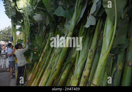 Guwahati, Guwahati, Inde.4 novembre 2021.Les gens achètent des arbres Banana pour le festival hindou Diwali ou le festival de la lumière dans un marché à Guwahati Assam Inde le jeudi 4 novembre 2021.(Image de crédit : © Dasarath Deka/ZUMA Press Wire) Banque D'Images