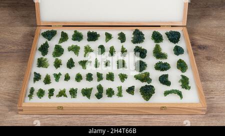 Collection de pierres rares semi-précieuses moldavite dans un cercueil en bois ouvert.Ensemble de belles pierres gemmes vertes non coupées de silice vitreuse avec surface ridée. Banque D'Images