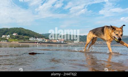 Sandsend, plage pour chiens, est l'endroit idéal pour les chiens de randonnée toute l'année, ici pendant une belle journée ensoleillée étant photo bombardée par un chien attrapant Banque D'Images