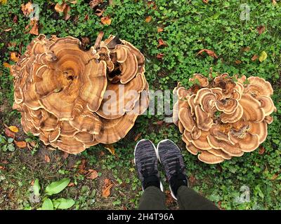 Énorme champignon polypore géant (Meripilus giganteus) de taille 5 pieds pour comparaison de taille - croissant sur le bord à Leeds, West Yorkshire, Royaume-Uni Banque D'Images