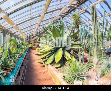 un immense agave dans une serre parmi les cactus par une journée ensoleillée. Banque D'Images