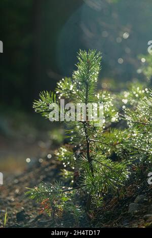 PIN auto-ensemencé, sous-croissance de 3-4 ans dans un matin de rosée.Photographie de contour Banque D'Images