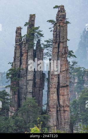 Brume matinale dans les piliers de grès quartzite de la région de Tianzi Mountain du parc national de la forêt de Zhangjiajie, Chine. Banque D'Images