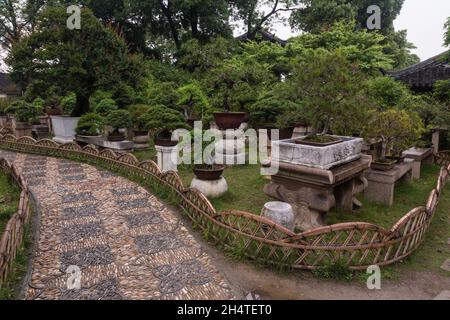 Le jardin bonsaï dans le jardin de l'humble Administrateur à Suzhou, en Chine. Banque D'Images