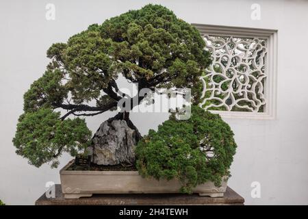 Un arbre bonsaï à feuilles persistantes dans l'humble jardin de l'Administrateur à Suzhou, en Chine. Banque D'Images