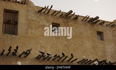 Pigeons de Souq Waqif à Doha, Qatar Banque D'Images