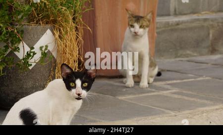 Deux chats à Souq Waqif, Qatar Banque D'Images