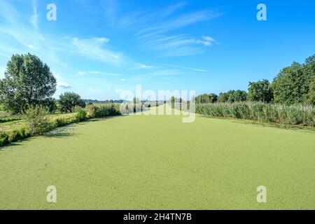 Ciel bleu vif au-dessus d'un canal de polder hollandais recouvert de duckadweed vert, près de Rotterdam. Banque D'Images