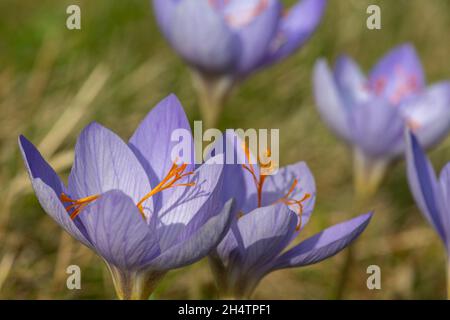 Gros plan des fleurs de Biebersteins crocuses (crocus speciosus) en fleurs Banque D'Images
