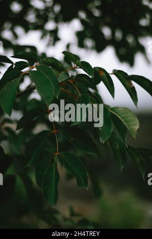 Les feuilles de pomme restent vertes tandis que les saisons changent. Banque D'Images