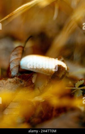 Plus petit champignon que j'ai trouvé dans la forêt. Banque D'Images