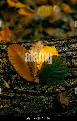 Motif à quatre feuilles sur un arbre. Banque D'Images