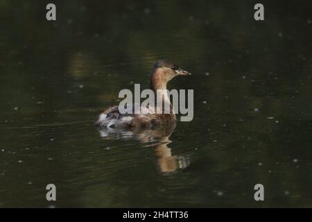 Little Grebe nageant sur quelques eaux de lac encore.Angleterre, Royaume-Uni. Banque D'Images