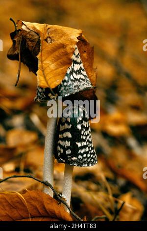 Chapeau naturel de feuilles sur un champignon. Banque D'Images