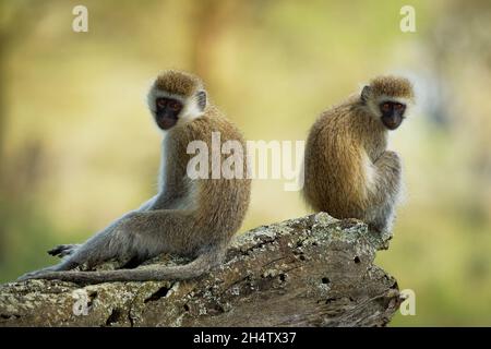 Singe vervet - Chlorocebus pygerythrus - deux singes de Cercopithecidae originaires d'Afrique, semblables à malbrouck (Chlorocebus cynosuros), assis sur le Th Banque D'Images