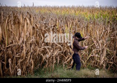 Agriculteur vérifiant le statut de la récolte de maïs souffrant de conditions de sécheresse, Bell-lloc d’Urgell, Catalogne, Espagne Banque D'Images