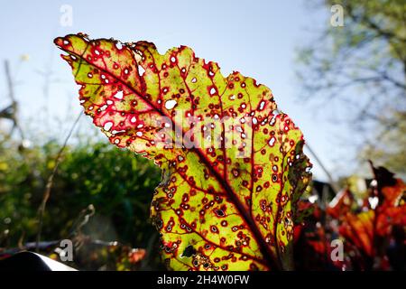 Durchlöchertes Blatt einer Rote Beete (Beta vulgaris subsp. Vulgaris), auch Rote Bete oder Rote Rübe, im Gegenlicht Banque D'Images