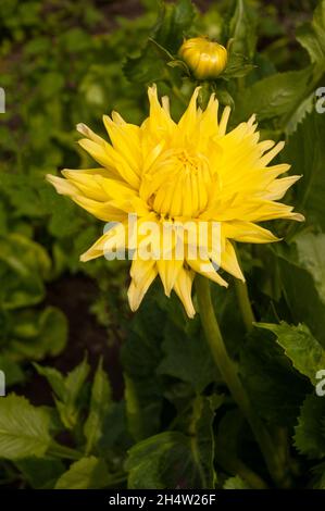 Gros plan de Dahlia Eastwood Moonlight et bourgeon un demi cactus jaune florissant dahlia qui est un gel tendre décidue vivace Banque D'Images