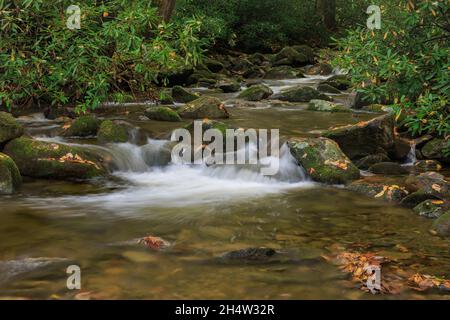 Rock Creek coule sur des roches sous le feuillage d'automne dans la section Cosby du parc national des Great Smoky Mountains. Banque D'Images