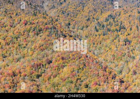 Une vue éloignée des arbres dans les couleurs du feuillage d'automne près du pic, vue depuis la nouvelle route Gap Road dans le parc national des Great Smoky Mountains. Banque D'Images