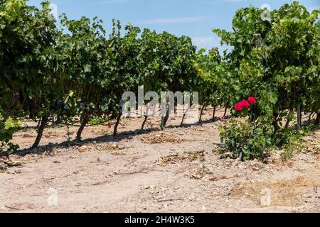 Vignobles dans les champs de Roa de Duero, dans la Ribera del Duero, Castilla y León, Espagne Banque D'Images