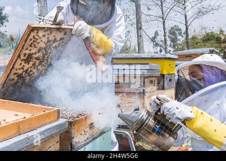 Deux travailleurs récoltant du miel en utilisant un fumeur.L'homme ouvre la boîte en nid d'abeille tandis que la femme utilise de la fumée Banque D'Images