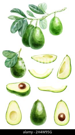 Grand set aquarelle d'avocats.Image avec des fruits coupés, une branche d'avocat avec des feuilles sur blanc.Illustration dessinée à la main. Banque D'Images