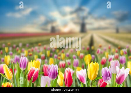 Paysage de printemps avec prairie de fleurs de tulipe et moulins à vent, foyer sélectif.Vue sur la Hollande traditionnelle Banque D'Images