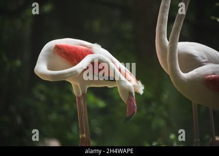 Flamingo dans le zoo. Banque D'Images