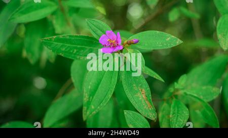 Melastoma malabathricum -Melastomataceae plante et fleur pourpre en fleurs et un bourgeon de fleur vue de près en hauteur. Banque D'Images