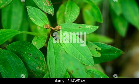 Melastoma malabathricum -Melastomataceae plante des feuilles et les fruits vue rapprochée. Banque D'Images