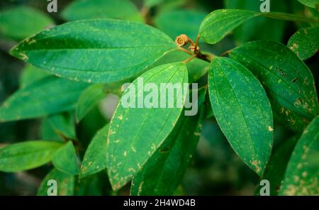 Melastoma malabathricum -Melastomataceae plante des feuilles et les fruits vue rapprochée. Banque D'Images