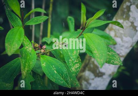 Melastoma malabathricum -Melastomataceae plante ayurvédique vue rapprochée. Banque D'Images