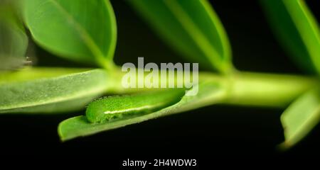 Une tache herbe jaune papillon caterpillar sur une feuille d'arbre de colibris de légumes gros plan macro photographie. Banque D'Images