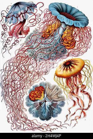 Ernst Haeckel - Discomedusae - 1904 méduses Banque D'Images