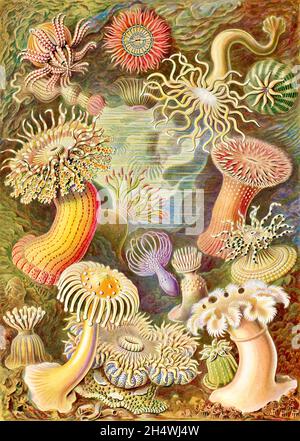 Ernst Haeckel - Actiniae - 1904 Banque D'Images