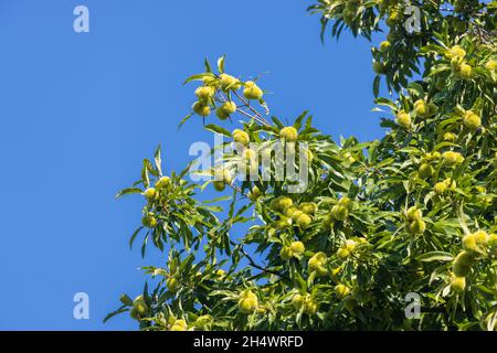 Les fruits non mûrs (gaine piqueuse) de Castanea sativa, le châtaignier doux Banque D'Images