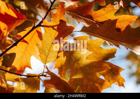 Magnifique arrière-plan d'automne avec des feuilles de chêne doré et du bokeh Banque D'Images