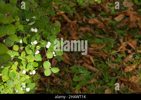 Arbuste à feuilles caduques Symphoricarpos albus en automne avec des fruits mûrs sur les branches Banque D'Images