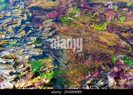 Gros plan d'algues dans un bassin rocheux à marée basse : Towan Beach, péninsule de Roseland, Cornwall, Royaume-Uni Banque D'Images