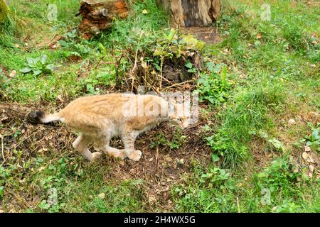 Vue d'un jeune lynx d'en haut dans un parc naturel Banque D'Images